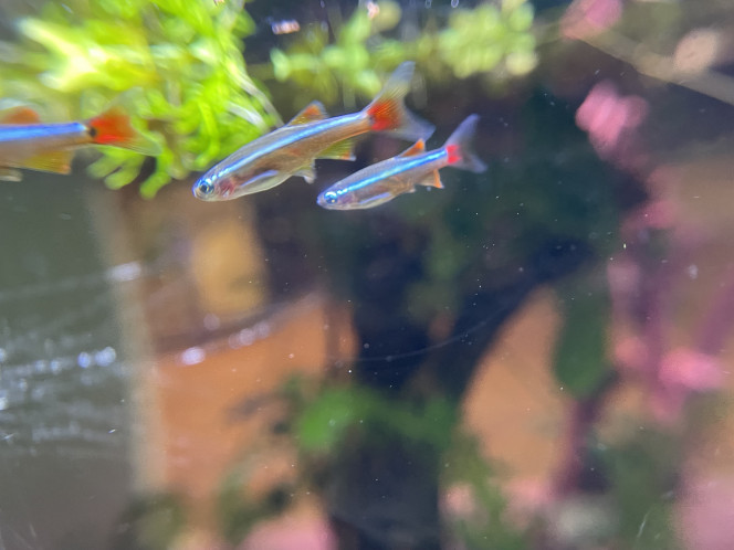 Hivernage des Tanichthys albonubes Ils étaient 8 au début de l’été, là ils sont au moins 17 !