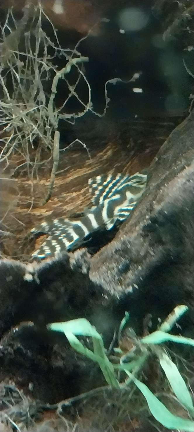 Photographie du post de STK54 