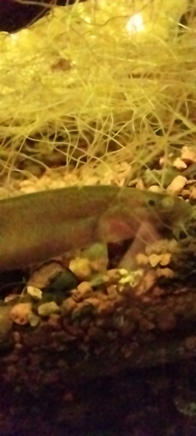 Photographie du post de STK54 