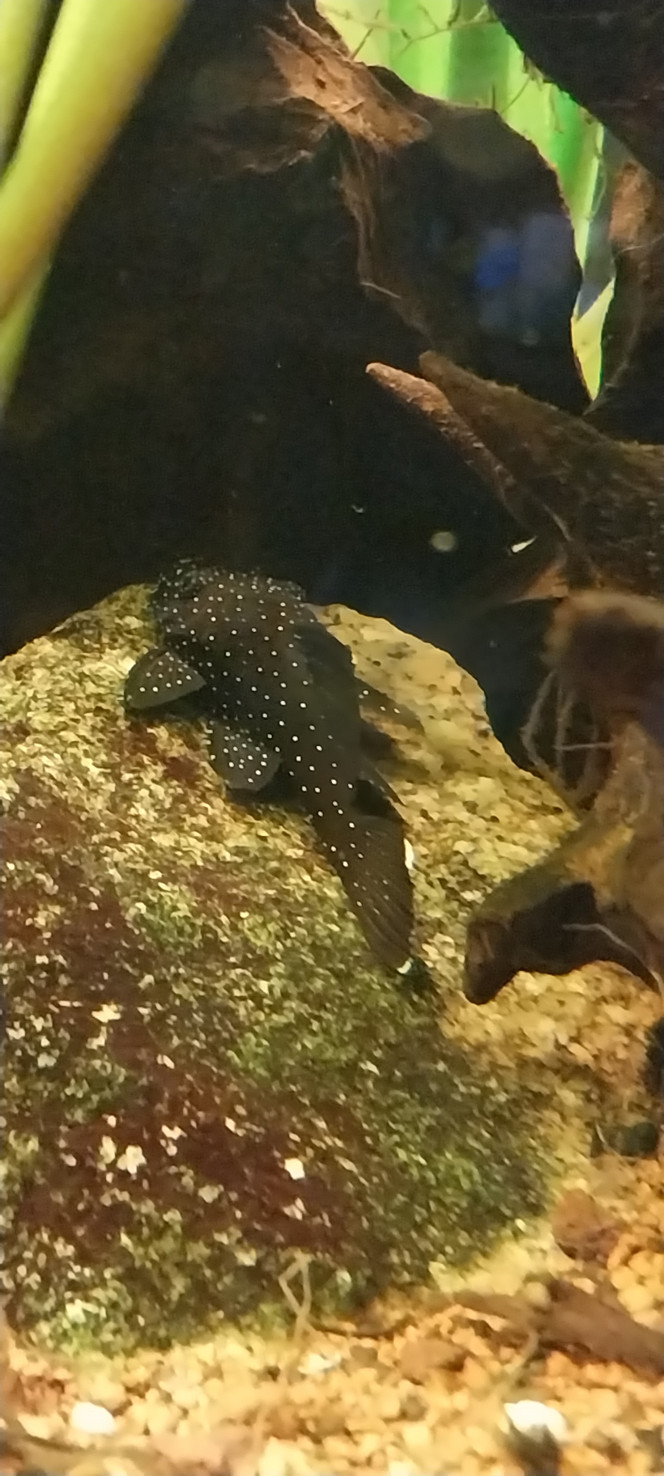 Photographie du post de STK54 