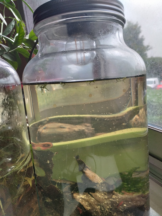 Photographie du post de lolo95 