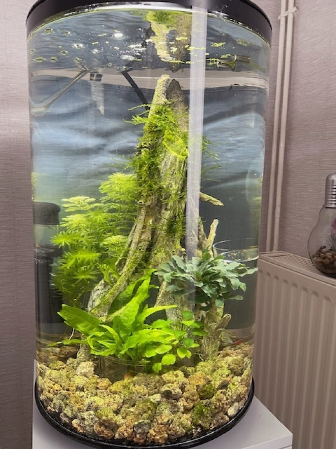 Crevettes Aquarium rond de 30 litres.