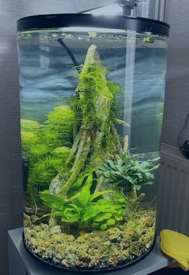 Crevettes aquarium rond après 3 mois, essai 5 crevettes, dimanche 5 de plus.