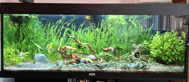  Changement dans mon bac avec une racine araignée et quelques anubias nanas.