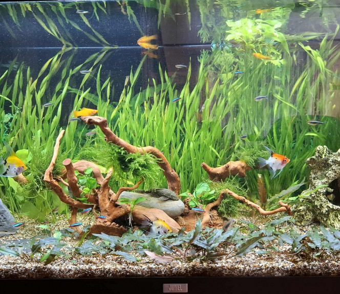  Voilà un gros plan sur la racine araignée qui remplace l'ancienne grosse racine qui prenait trop de lumière à mon goût.