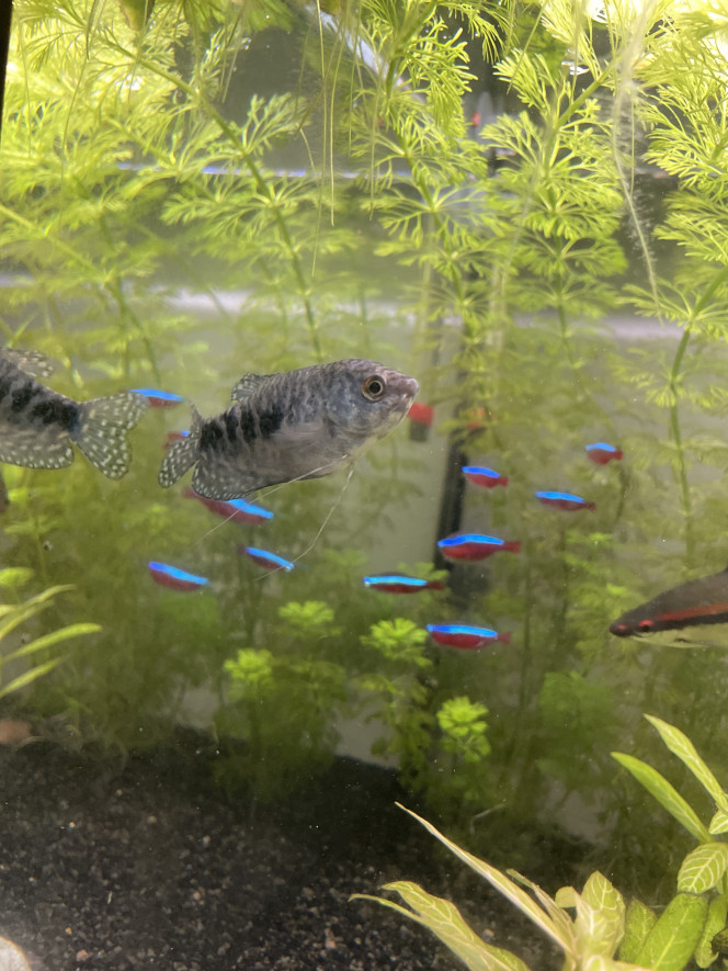 Photographie du post de Asch 