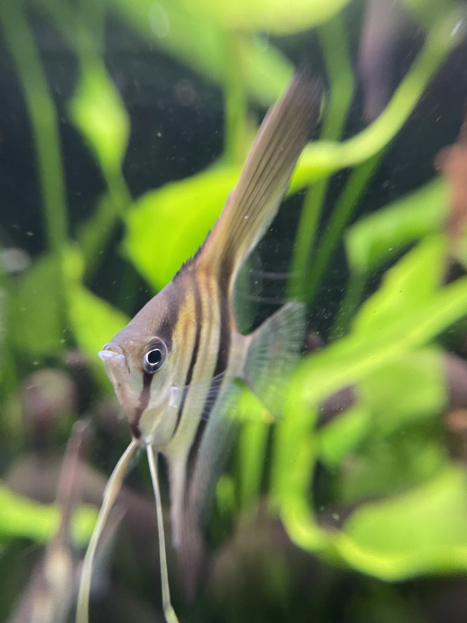 Dur dur de les prendre en photo ! 