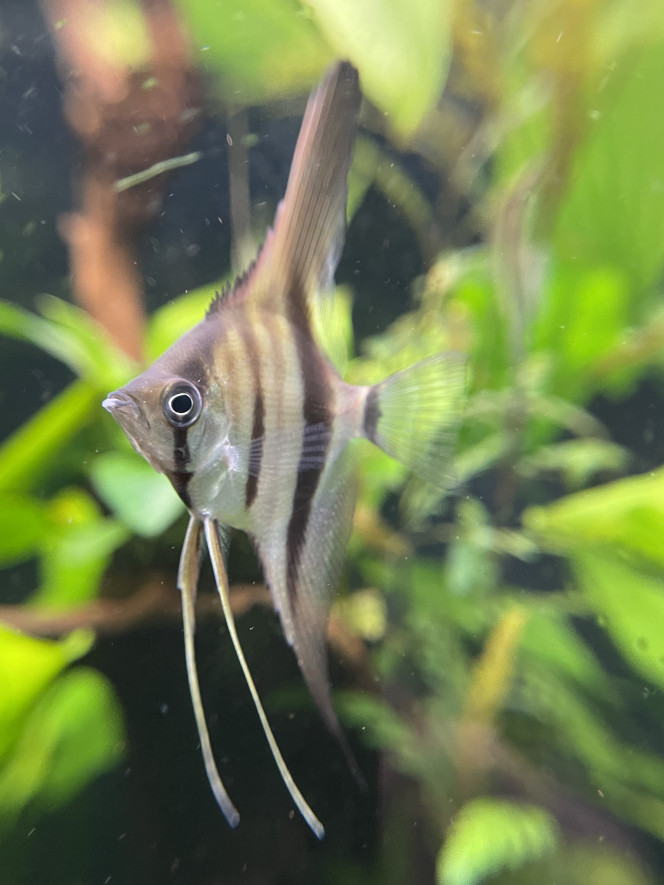 Dur dur de les prendre en photo ! 