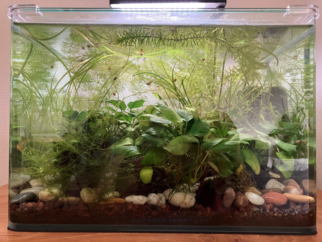  De nouveaux poissons ajoutés cet été (il n'en restait que 2), tout se passe bien.