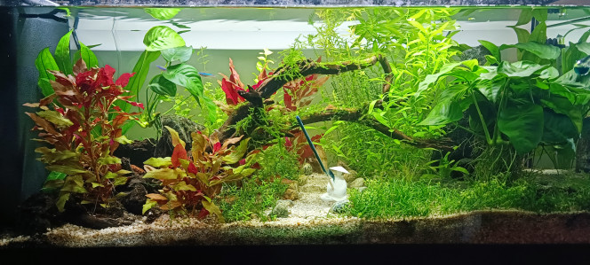 De retour... Après un été catastrophe je suis toujours en cours de restabilisation de mes paramètres et de diminution progressive de la quantité de plantes.
15 jours d'absence en plein août, j'ai eu une poussée de croissance des plantes et d'algues vertes filamenteuses., perte de poissons. Il ne me reste plus qu'un Cory, 2 Oto et 4 crevettes.
Tout était Ok... Sauf le phosphate. Je n'avais pas de gouttes pour tester. Petit passage au magasin pour analyse qui a mis en évidence très rapidement le problème.
Après 2 changement de 40% d'eau en 15 jours et 4 litres tous les jours entre retour demain pour retester le phosphate avant d'ajouter de nouveaux habitants.