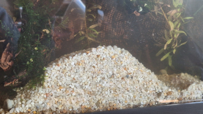 Du nouveau pour le palu ! Je manquais de profondeur de sol pour planter de la rotala. Je n'avais plus de sable adéquat... Accident bête. J'ai acheté des bêtes.
Les bestioles du bac se chargeront d'étaler le tas.

Quant aux nouvelles bestioles, vous aurez la surprise quand je les verrai dans le bac.
Ce ne sont pas les crabes vampires.