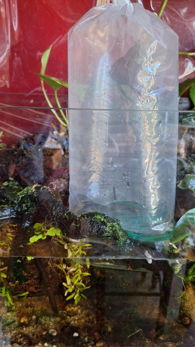 Du nouveau pour le palu ! Je manquais de profondeur de sol pour planter de la rotala. Je n'avais plus de sable adéquat... Accident bête. J'ai acheté des bêtes.
Les bestioles du bac se chargeront d'étaler le tas.

Quant aux nouvelles bestioles, vous aurez la surprise quand je les verrai dans le bac.
Ce ne sont pas les crabes vampires.