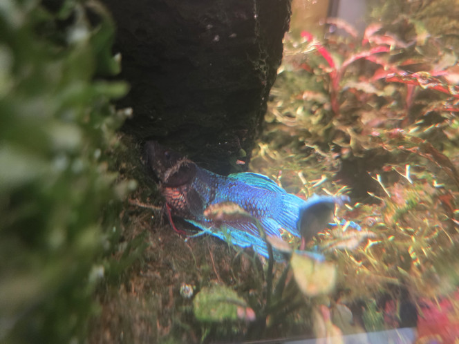 Photographie du post de ibaloo 