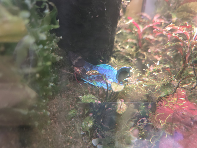 Photographie du post de ibaloo 