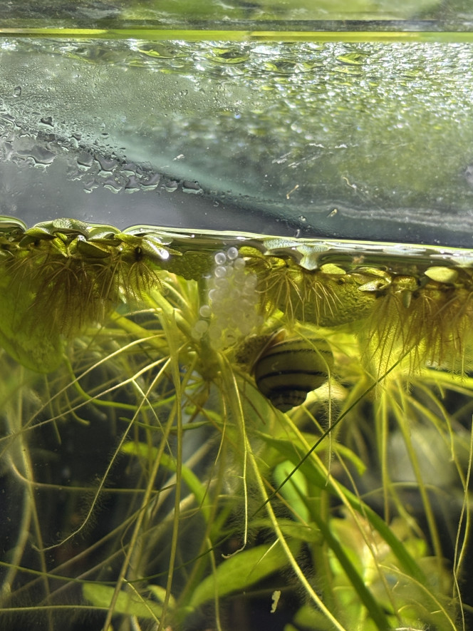 Œufs d’asolene spixi 