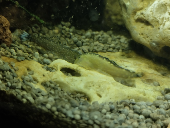 Photographie du post de lolo95 