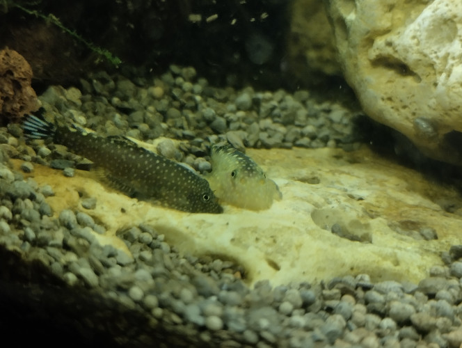 Photographie du post de lolo95 