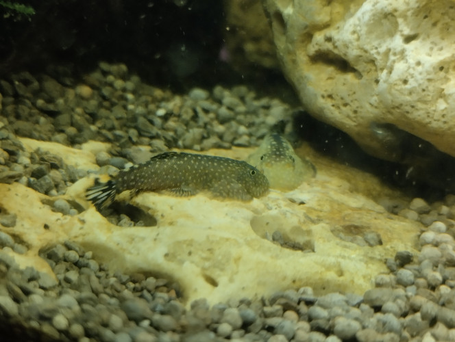 Photographie du post de lolo95 