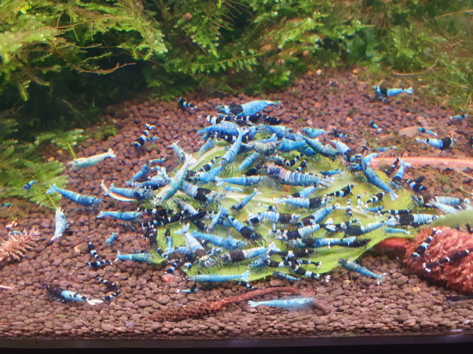 Photographie du post de Dji85 