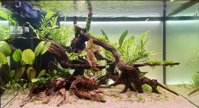 Photographie du post de CanonA1 