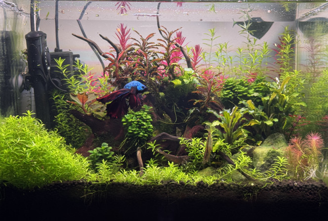 Il a beaucoup changé ? 