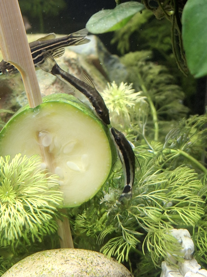 L'apéro des otocinclus L'apéro des otocinclus