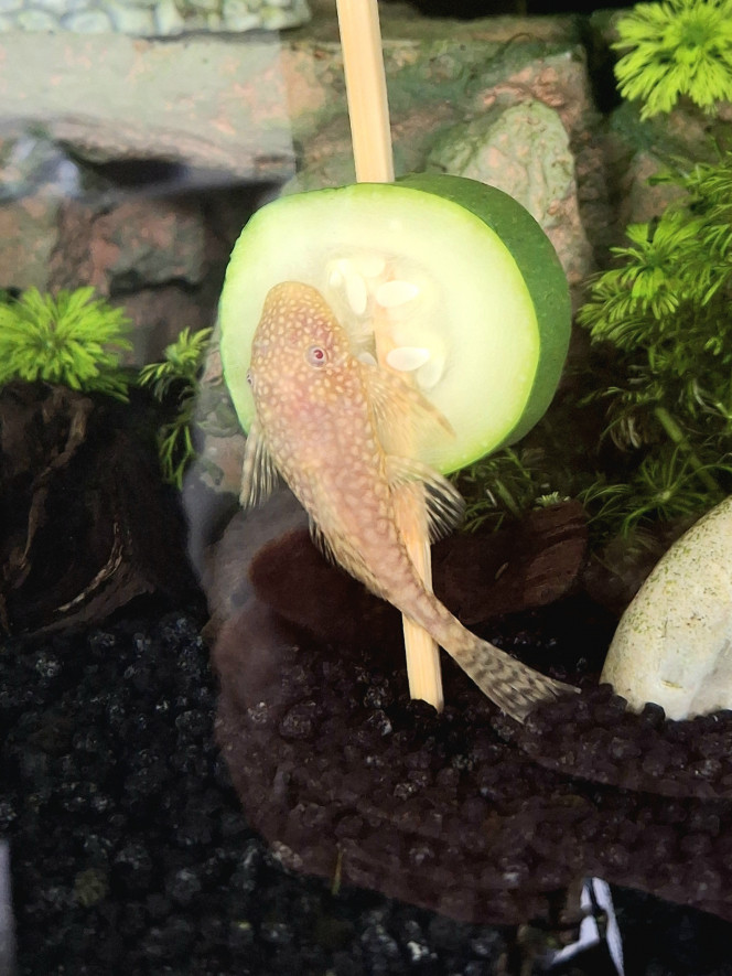 Madame ancistrus Gold Madame ancistrus Gold