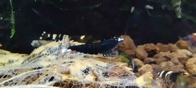 Photographie du post de Olivier1977 