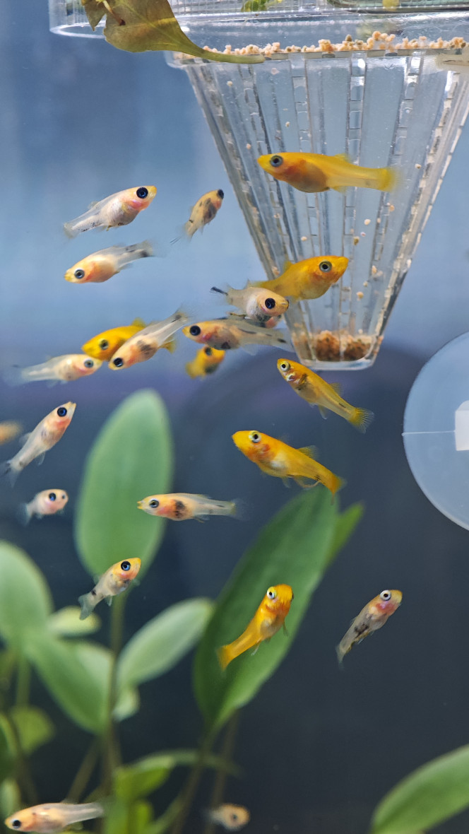 Photographie du post de Abdhul 