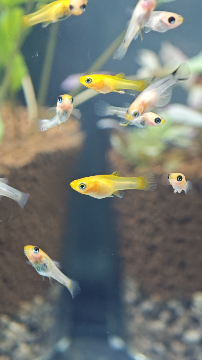 Photographie du post de Abdhul 