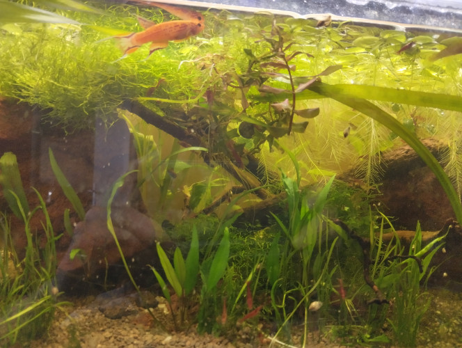 Lowtec Après un mois de mise en eau pas de soucis les plantes poussent bien,les aphyosemions se portent bien.pas de mauvaise odeur.