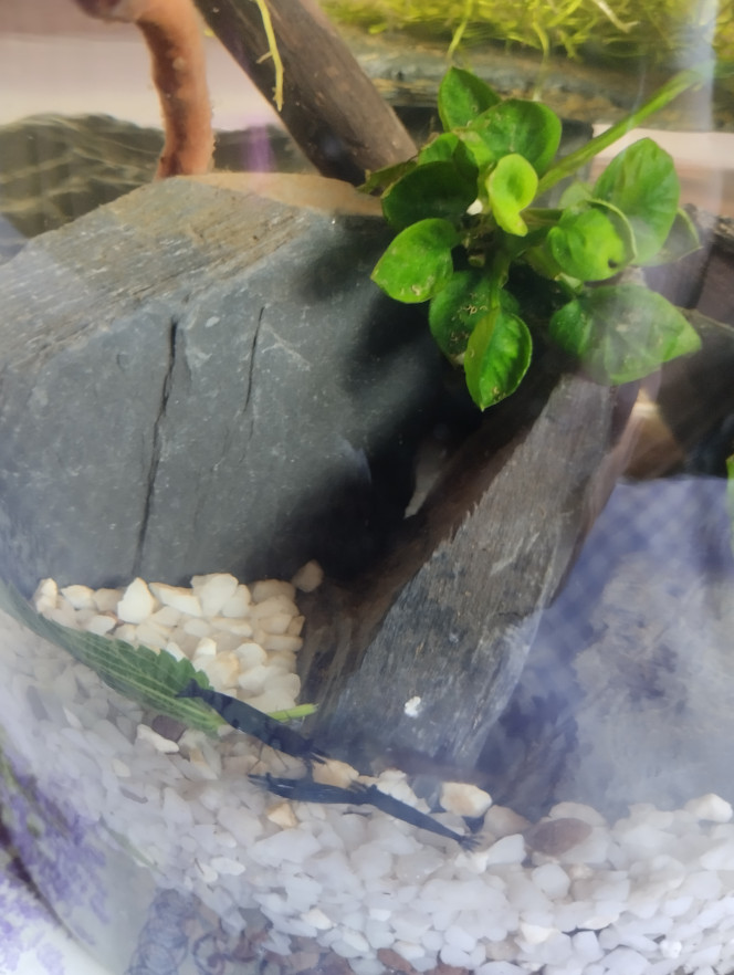 Photographie du post de lolo95 