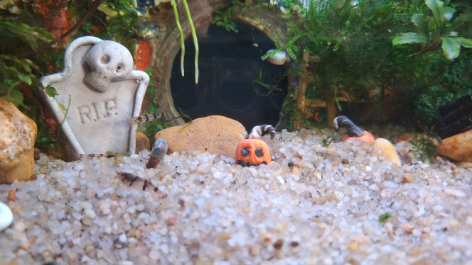 Spooky Season On ressort les décorations de saison.