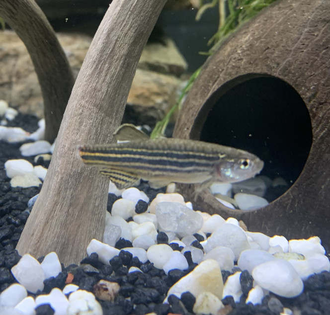 Photographie du post de fargochat 