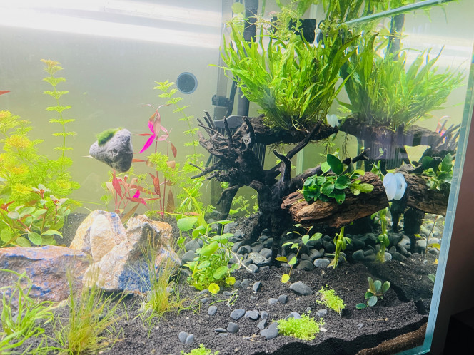 2ème vague de plantation 