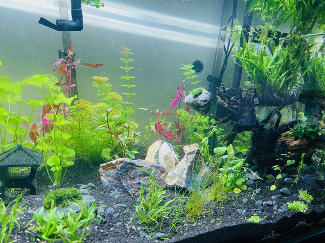 2ème vague de plantation 