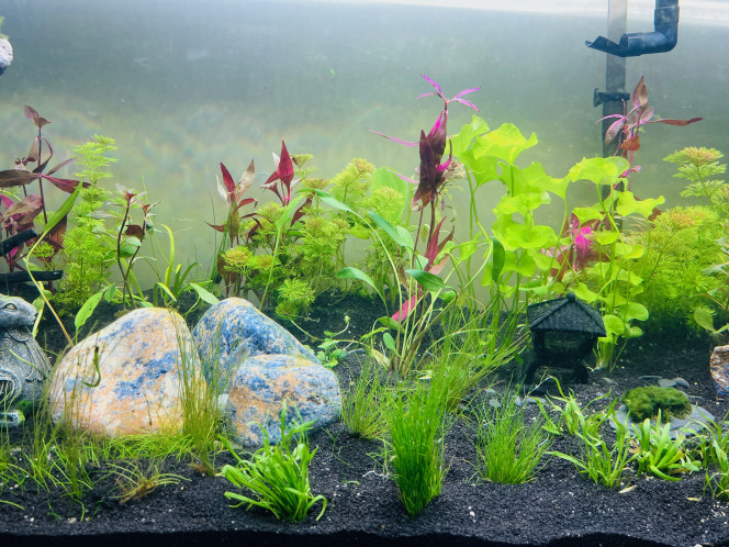 2ème vague de plantation 