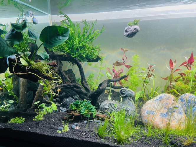 2ème vague de plantation 