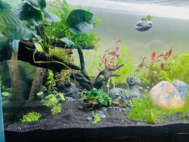 2ème vague de plantation 