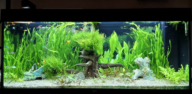  Voici une photo de l'évolution avec les plantes qui ont bien poussés.