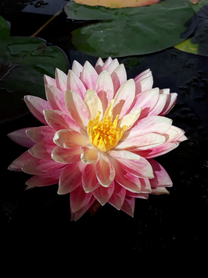 Photographie du post de Dimu 