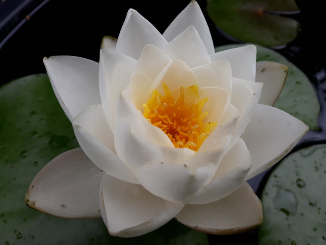 Photographie du post de Dimu 