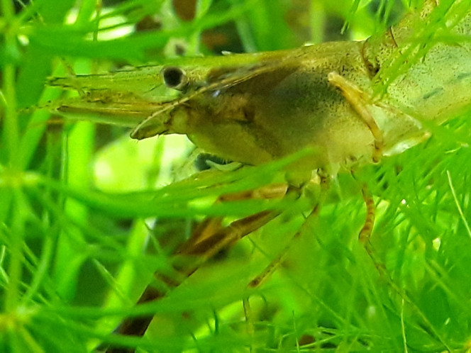 Photographie du post de Dimu 