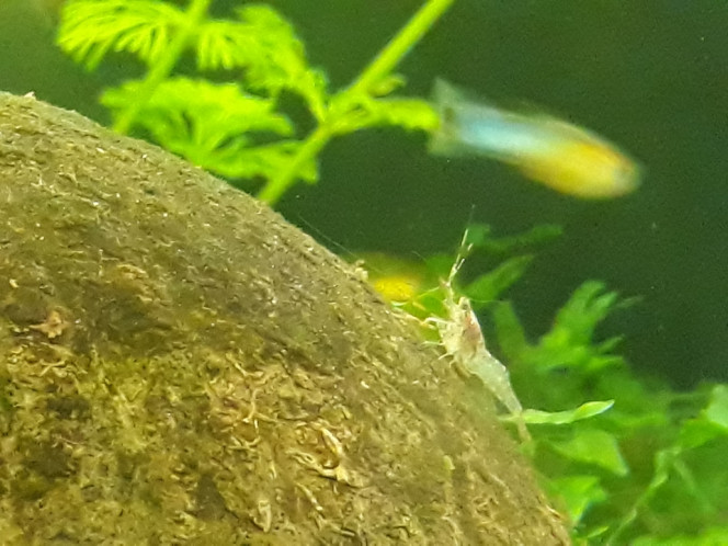 Photographie du post de Dimu 