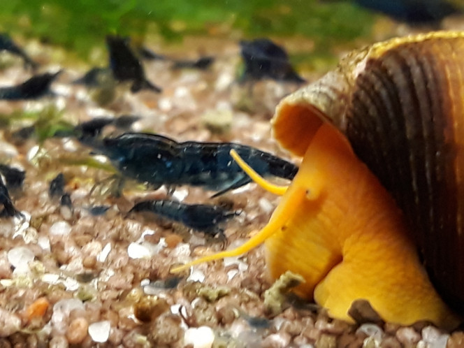 Photographie du post de Dimu 