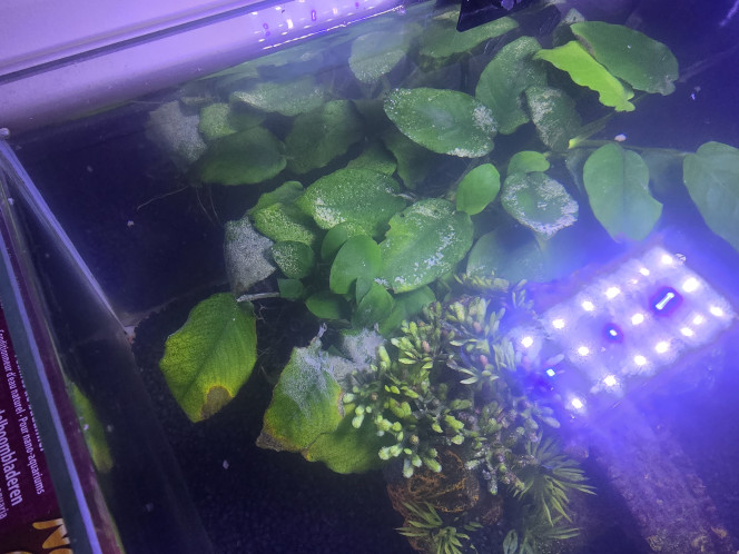 Photographie du post de Laurene27 