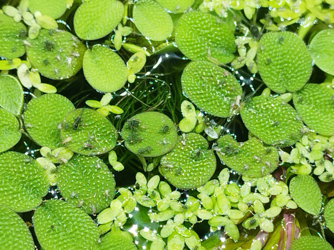 Photographie du post de Orion07 