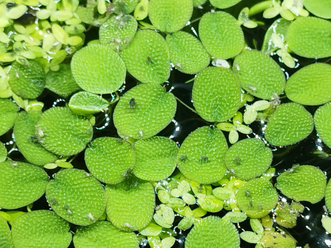 Photographie du post de Orion07 