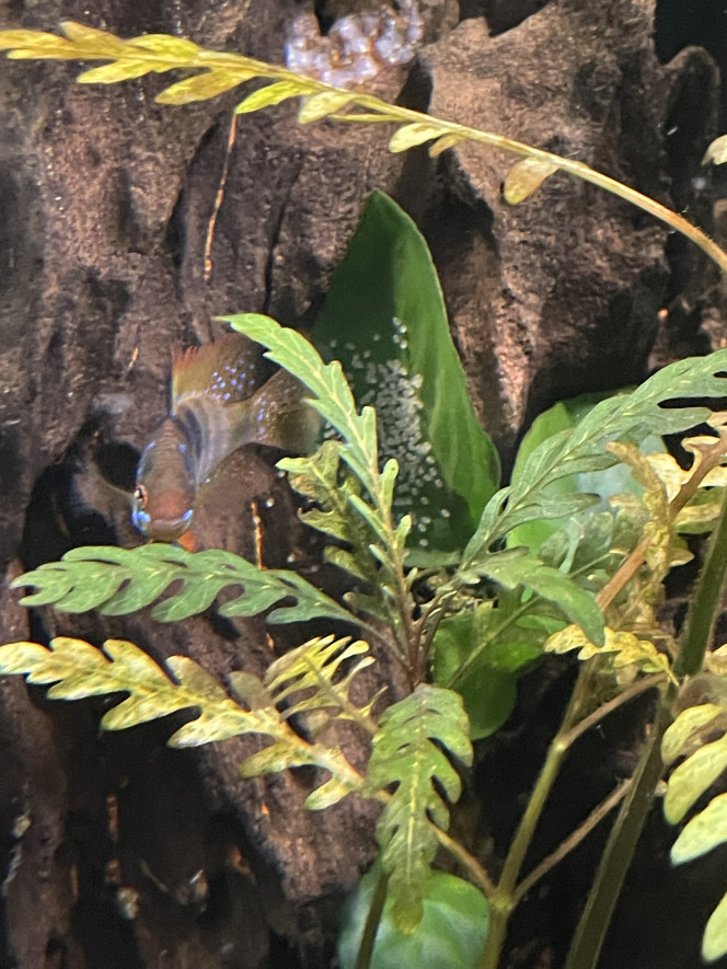 Les ramirezi ont à nouveau pondu ! Et plus que la 1ere fois. À voir si j’arrive à isoler les alevins avant que les scalaires en fassent leur snack cette fois…