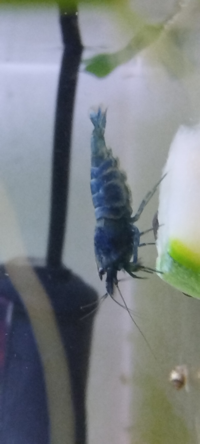 Photographie du post de Olivier1977 